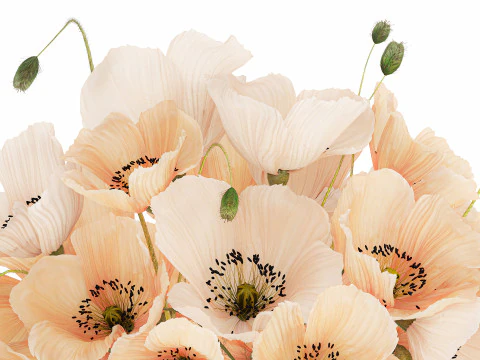Bellissimo bouquet di fiori selvatici bianchi beige papavero 570 Modello 3D