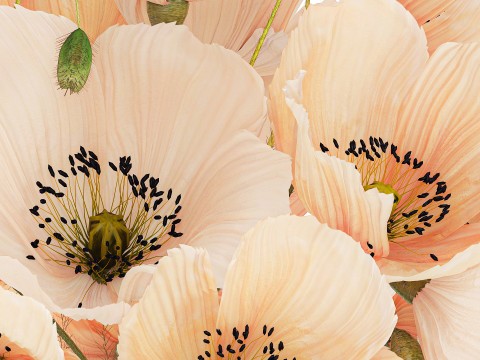 Beautiful Bouquet White Beige Wild Flowers Poppy 570 Modelo 3D