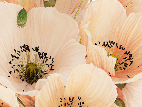 Bellissimo bouquet di fiori selvatici bianchi beige papavero 570 Modello 3D