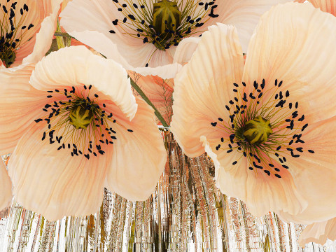 Beautiful Bouquet White Beige Wild Flowers Poppy 570 Modelo 3D