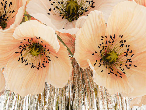 Bellissimo bouquet di fiori selvatici bianchi beige papavero 570 Modello 3D