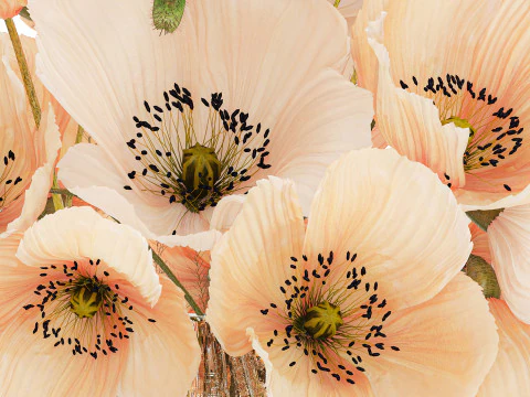 Bellissimo bouquet di fiori selvatici bianchi beige papavero 570 Modello 3D