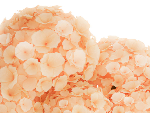 Small Bouquet In A Glass Vase With Hydrangea 576 3D Model