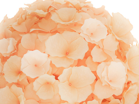 Small Bouquet In A Glass Vase With Hydrangea 576 3D Model