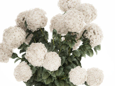 Festive Bouquet In A Ceramic Vase White Hydrangea 580 3D Model
