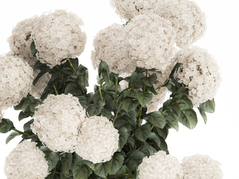 Festive Bouquet In A Ceramic Vase White Hydrangea 580 3D Model