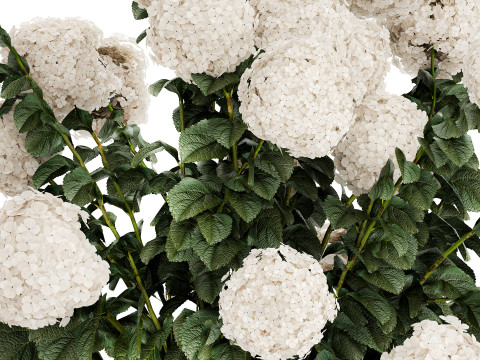 Festive Bouquet Glass Vase With White Hydrangea 581 Modelo 3D