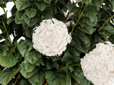 Festive Bouquet Glass Vase With White Hydrangea 581 Modelo 3D