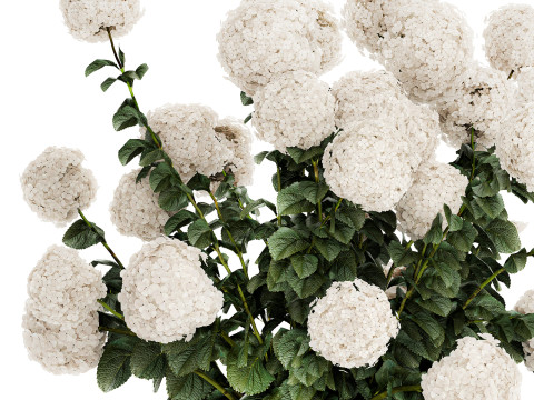 Festive Bouquet Glass Vase With White Hydrangea 581 Modelo 3D