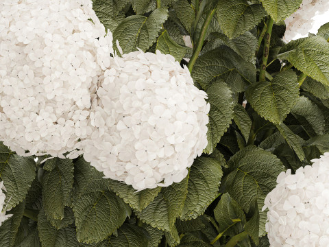 Festive Bouquet Glass Green Vase White Hydrangea 582 3D Модель