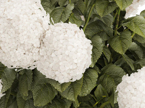 Buqu&ecirc; Festivo Vaso de Vidro Verde Hort&ecirc;nsia Branca 582 Modelo 3D