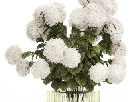 Buqu&ecirc; Festivo Vaso de Vidro Verde Hort&ecirc;nsia Branca 582 Modelo 3D