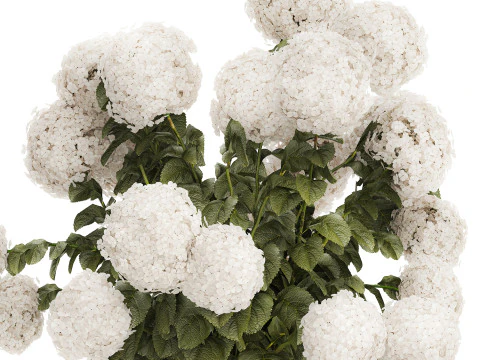 Buqu&ecirc; Festivo Vaso de Vidro Verde Hort&ecirc;nsia Branca 582 Modelo 3D