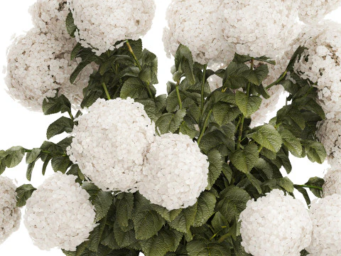 Buqu&ecirc; Festivo Vaso de Vidro Verde Hort&ecirc;nsia Branca 582 Modelo 3D