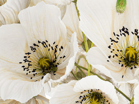 Beautiful Bouquet Of White Wild Flowers Poppy 584 Modelo 3D