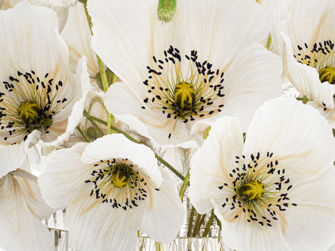 Beautiful Bouquet Of White Wild Flowers Poppy 584 Modelo 3D