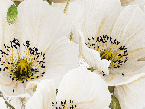 Beautiful Bouquet Of White Wild Flowers Poppy 584 Modelo 3D