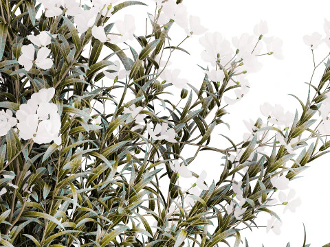 Vaso de vidro buqu&ecirc; festivo oleandro branco Nerium 587 Modelo 3D