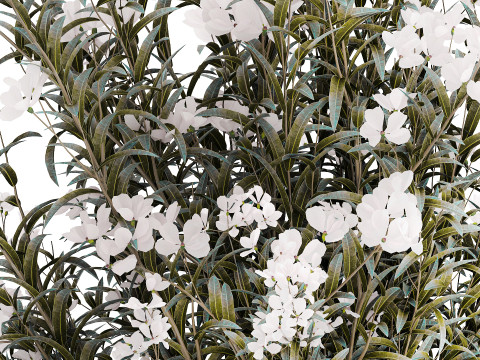 Festive Bouquet Glass Vase White Oleander Nerium 587 3D Model