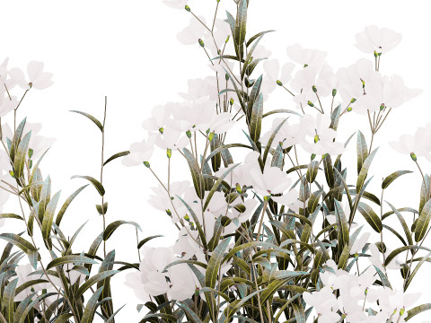 Festive Bouquet Glass Vase White Oleander Nerium 587 3D Model