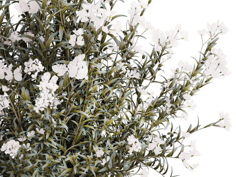 Vaso de vidro buqu&ecirc; festivo oleandro branco Nerium 587 Modelo 3D