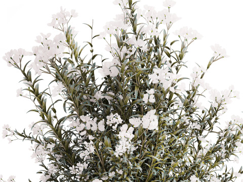 Festive Bouquet Glass Vase White Oleander Nerium 587 3D Model