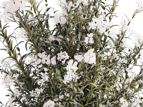 Festive Bouquet Glass Vase White Oleander Nerium 587 3D Model