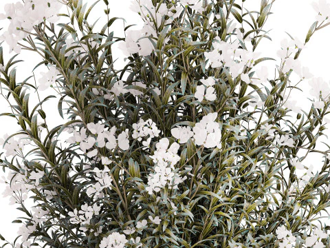 Vaso de vidro buqu&ecirc; festivo oleandro branco Nerium 587 Modelo 3D