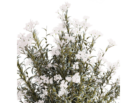 Festive Bouquet Glass Vase White Oleander Nerium 587 3D Model