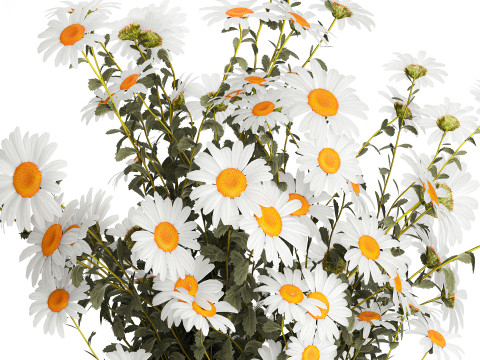 Lush Festive Bouquet Glass Vase White Chamomile 588 Modello 3D