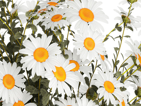 Lush Festive Bouquet Glass Vase White Chamomile 588 Modello 3D