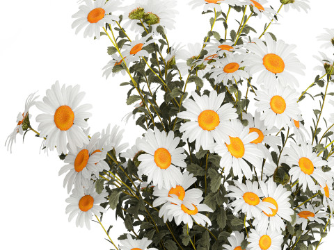 Lush Festive Bouquet Glass Vase White Chamomile 588 Modello 3D