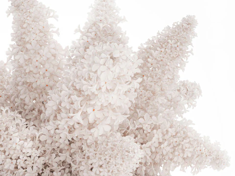 Large Festive Bouquet In A Glass Vase White Lilac 590 3D Model