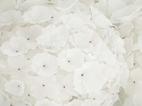 Festive Bouquet In A Glass Vase White Hydrangea 591 3D Модель