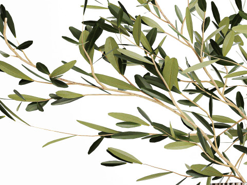 Realistic flower bouquet decoration of olive branches 592 Modelo 3D