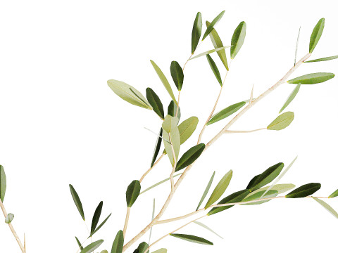 Realistic flower bouquet decoration of olive branches 592 Modelo 3D