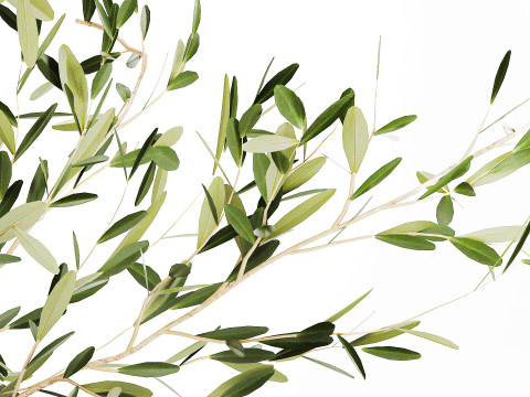 Realistic flower bouquet decoration of olive branches 592 Modelo 3D