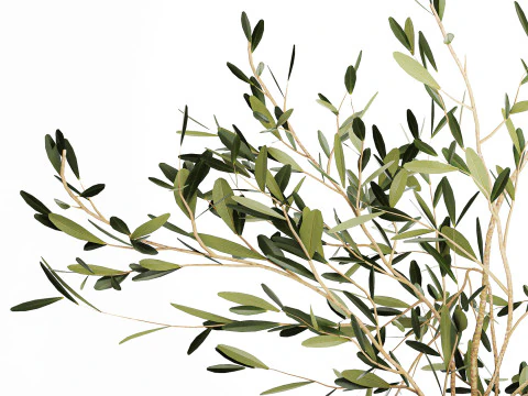 Realistic flower bouquet decoration of olive branches 592 3D Model