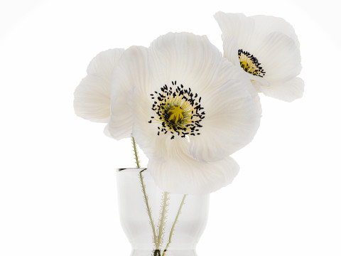 Beautiful Minimalist Bouquet Vase Icelandic Poppy 594 Model 3D