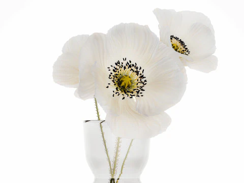 Beautiful Minimalist Bouquet Vase Icelandic Poppy 594 3D Model