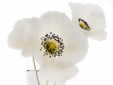 Beautiful Minimalist Bouquet Vase Icelandic Poppy 594 3D Model