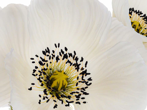Beautiful Minimalist Bouquet Vase Icelandic Poppy 594 3D Model