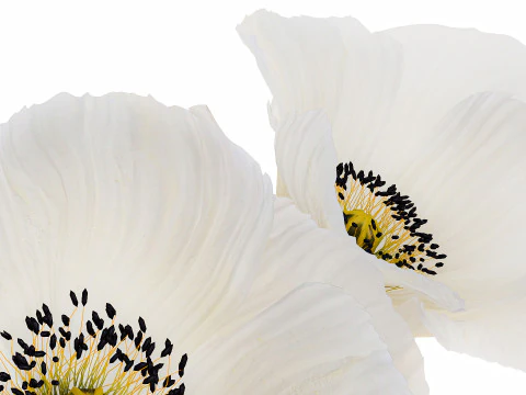 Beautiful Minimalist Bouquet Vase Icelandic Poppy 594 3D Model