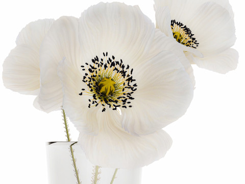 Beautiful Minimalist Bouquet Vase Icelandic Poppy 594 Model 3D