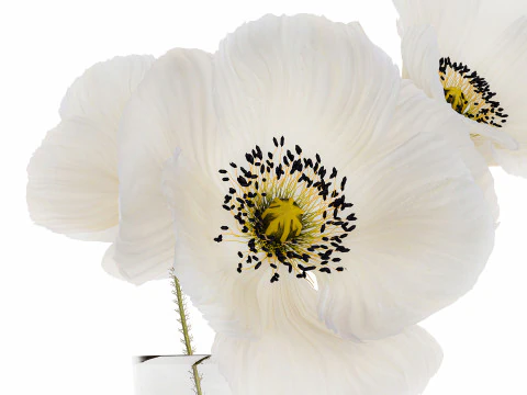 Beautiful Minimalist Bouquet Vase Icelandic Poppy 594 3D Model