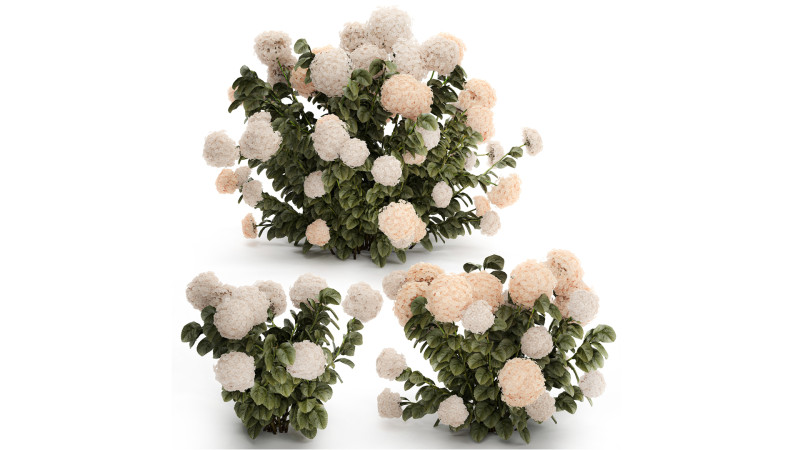 Bushes white hydrangea with flowers for the garden 1474 3D Model .c4d .max .obj .3ds .fbx .stl .blend 