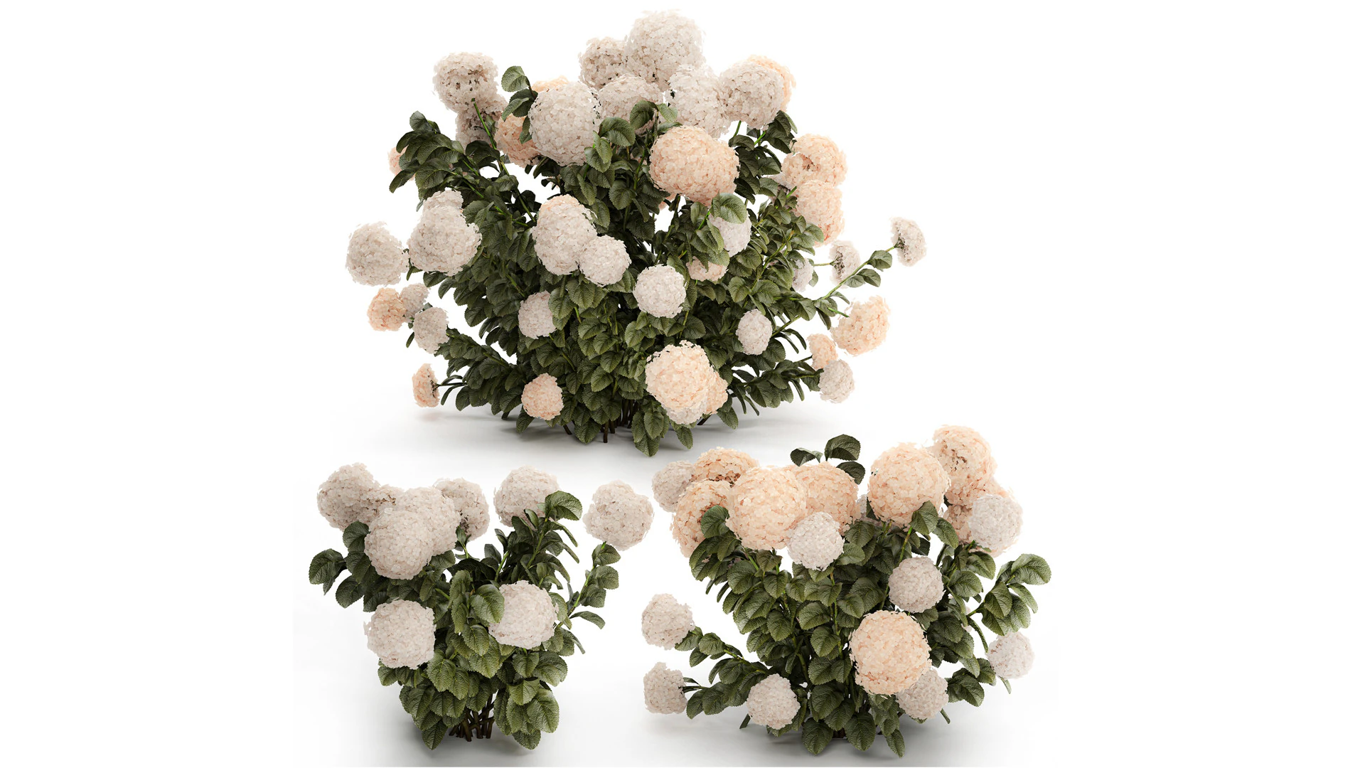 Bushes white hydrangea with flowers for the garden 1474 3D Model .c4d .max .obj .3ds .fbx .stl .blend 