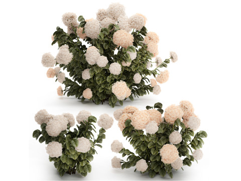 Bushes white hydrangea with flowers for the garden 1474 Modelo 3D