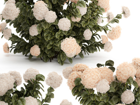 Bushes white hydrangea with flowers for the garden 1474 3D Model