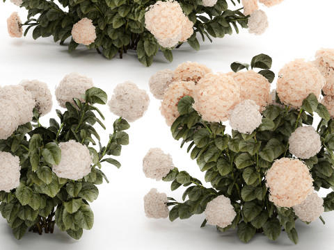 Bushes white hydrangea with flowers for the garden 1474 3D Model